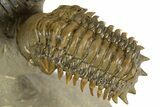 Flying Paralejurus Trilobite With Crotalocephalina & Reedops #323480-5